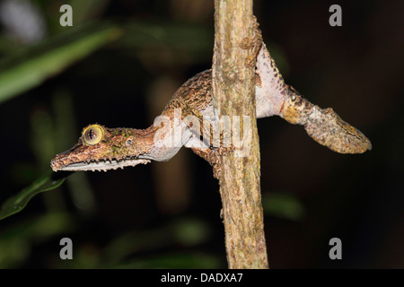 Gecko à queue de feuille moussus (Uroplatus sikorae), assis sur une branche, Madagascar, Toamasina, Parc National Mantadia Andasibe Banque D'Images