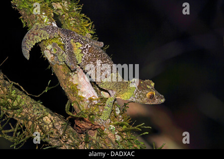 Gecko à queue de feuille moussus (Uroplatus sikorae), assis sur une branche à la recherche autour de, Madagascar, Toamasina, Parc National Mantadia Andasibe Banque D'Images