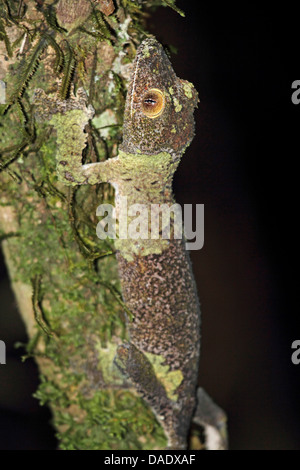 Gecko à queue de feuille moussus (Uroplatus sikorae), assis sur une branche, Madagascar, Toamasina, Parc National Mantadia Andasibe Banque D'Images