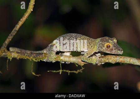 Gecko à queue de feuille moussus (Uroplatus sikorae), assis sur la branche fine, Madagascar, Toamasina, Parc National Mantadia Andasibe Banque D'Images