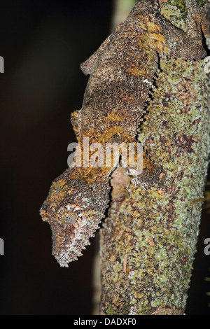 Gecko à queue de feuille moussus (Uroplatus sikorae), assis à un tronc d'arbre bien camouflée, Madagascar, Toamasina, Parc National Mantadia Andasibe Banque D'Images