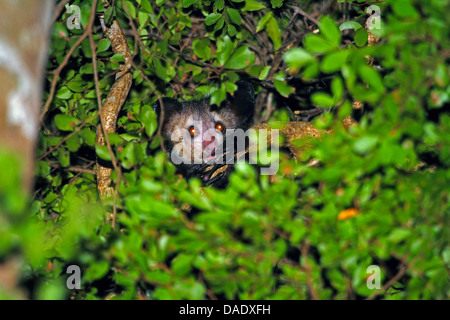 Aye-aye (Daubentonia madagascariensis), la tête dépasse du feuillage, Madagascar, Antsiranana, Daraina Banque D'Images