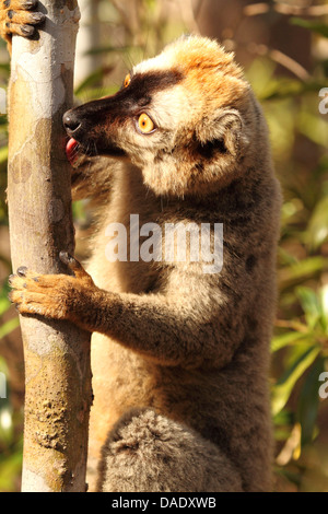 Lémurien à la façade rouge. Lémurien brun à la façade rouge, à la façade rouge du Sud lémurien brun (Eulemur rufifrons), homme lui lèche l'écorce des arbres, Madagascar, Toliara, forêt de Kirindy Banque D'Images