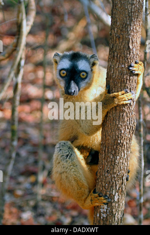 Lémurien à la façade rouge. Lémurien brun à la façade rouge, à la façade rouge du Sud lémurien brun (Eulemur rufifrons), femme s'accroche au tronc de l'arbre et à la curieusement, Madagascar, Toliara, forêt de Kirindy Banque D'Images