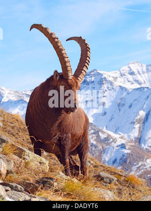 Bouquetin des Alpes (Capra ibex), chèvre debout sur pente dans le Graian Alps, Italie, Parc National du Gran Paradiso, Vanontey Banque D'Images