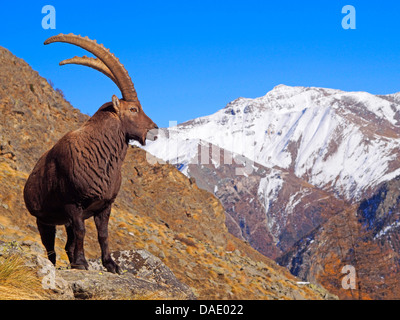 Bouquetin des Alpes (Capra ibex), chèvre debout sur pente dans le Graian Alps, Italie, Parc National du Gran Paradiso, Vanontey Banque D'Images