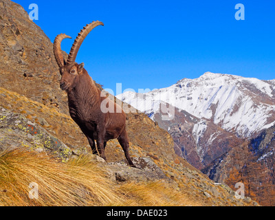 Bouquetin des Alpes (Capra ibex), chèvre debout en hiver dans le Graian Alps, Italie, Parc National du Gran Paradiso, Vanontey Banque D'Images