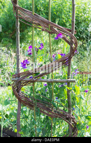 Lathyrus latifolius. Pois vivace ou pois sucré éternelle croissant sur Hazel et l'osier. RHS Harlow Carr. L'Angleterre Banque D'Images