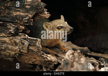 La mangouste à rayures étroites, à rayures étroites malgache mongoose (Mungotictis decemlineata), Mongoose est à la recherche de l'arbre creux du tronc, Madagascar, Toliara, forêt de Kirindy Banque D'Images