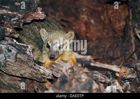 La mangouste à rayures étroites, à rayures étroites malgache mongoose (Mungotictis decemlineata), Mongoose est à la recherche de l'arbre creux du tronc, Madagascar, Toliara, forêt de Kirindy Banque D'Images