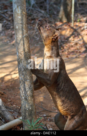 Fossa (Cryptoprocta ferox), essayer de grimper en haut d'un arbre, plus grand prédateur du Madagascar, Madagascar, Toliara, forêt de Kirindy Banque D'Images