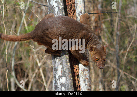 Fossa (Cryptoprocta ferox), accroché à un tronc d'arbre creux, le plus grand prédateur de Madagascar, Madagascar, Toliara, forêt de Kirindy Banque D'Images