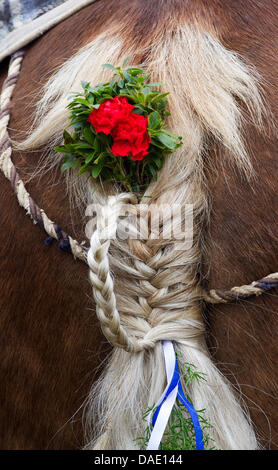 La queue d'un cheval est décoré lors de la traditionnelle balade en Leonhardi Bad Toelz, Allemagne, 07 novembre 2011. Le tour est un événement en l'honneur du patron des animaux hébergés. Photo : PETER KNEFFEL Banque D'Images