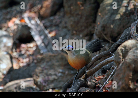 Coucal malgache géant, Giant coua Coua gigas (), assis sur une racine, Madagascar, Toliara, forêt de Kirindy Banque D'Images