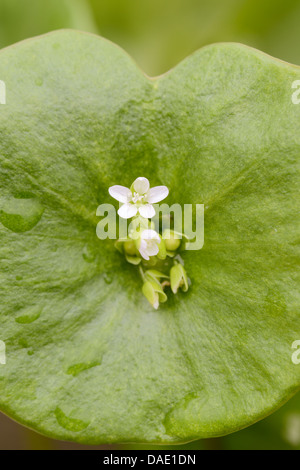 Le Montia perfoliata chez, Close up de l'hiver le pourpier fleur. Banque D'Images