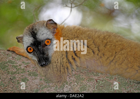 Lémurien brun à la façade rouge, marron d'Audebert, lémuriens lémurien brun rouge (l'Eulemur fulvus rufus), reposant sur un tronc d'arbre, de Madagascar, de la réunion, le Parc National Tsingy de Bemaraha Banque D'Images