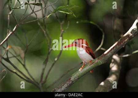 (Madagascar), Ceyx madagascariensis est assis sur une branche, de Madagascar, de la réunion, le Parc National Tsingy de Bemaraha Banque D'Images