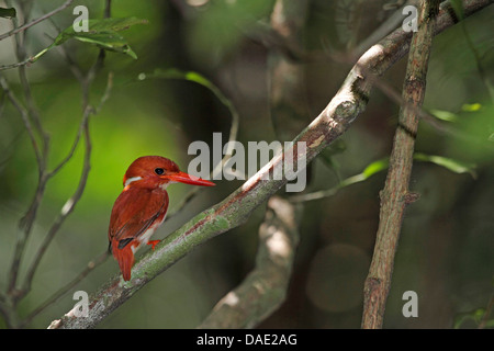 (Madagascar), Ceyx madagascariensis est assis sur une branche, de Madagascar, de la réunion, le Parc National Tsingy de Bemaraha Banque D'Images