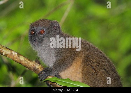 Moins de l'hapalémur gris, hapalémur gris, lemur doux (Hapalemur griseus), assis sur une branche, Madagascar, Toamasina, Parc National Mantadia Andasibe Banque D'Images
