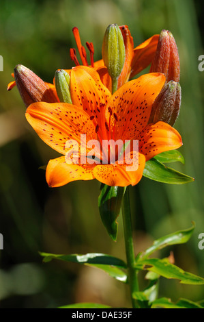 Lily lilium bulbiferum (orange), blooming Banque D'Images