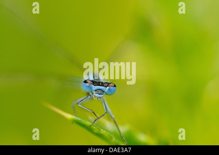 Coenagrion, commune de demoiselles azure (Coenagrion puella), assis sur une pointe de la feuille, Allemagne Banque D'Images