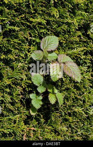 Un shoot bramble, Rubus fructicosus, escalade à travers une haie de cyprès leyland Cupressocyparis leylandii, comme une mauvaise herbe Banque D'Images