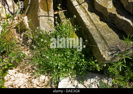 Le cresson, Cardamine amère velu hirsuta, la floraison et l'ensemencement parmi les décombres de jardin Banque D'Images