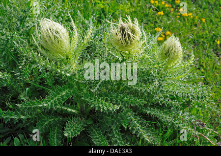 Yellow Cirsium spinosissimum), blooming, Italie Banque D'Images