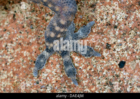 Gecko gecko turc, de la Méditerranée (Hemidactylus turcicus), pied Banque D'Images