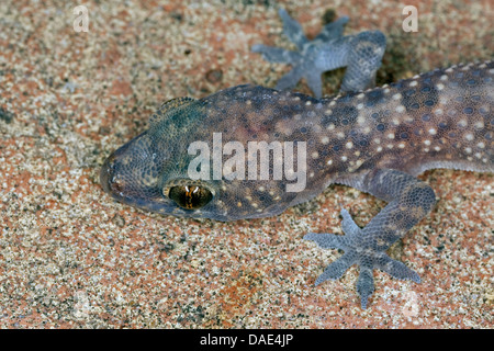Gecko gecko turc, de la Méditerranée (Hemidactylus turcicus), portrait Banque D'Images