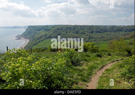 Côte Jurassique au Weston bouche près de Sidmouth sur une journée au début de l'été avec la floraison et arbres de alexanders début de feuille. Banque D'Images