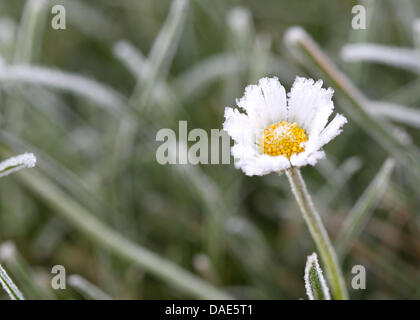 An der Blüte ist über Nacht von Gänseblümchens (15.11.2011) im niederrheinischen Vlyn feuchte die Luft gefroren. Während die Nächte jetzt sind kalt frostig, verwöhnt die Sonne tagsüber die Menschen in Nordrhein-Westfalen. Foto : Roland Weihrauch dpa/lnw Banque D'Images