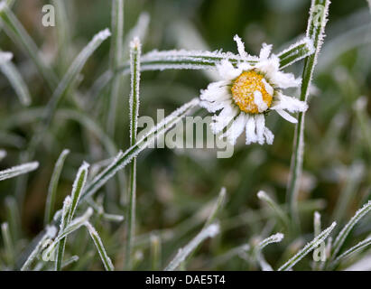 An der Blüte ist über Nacht von Gänseblümchens (15.11.2011) im niederrheinischen Vlyn feuchte die Luft gefroren. Während die Nächte jetzt sind kalt frostig, verwöhnt die Sonne tagsüber die Menschen in Nordrhein-Westfalen. Foto : Roland Weihrauch dpa/lnw Banque D'Images