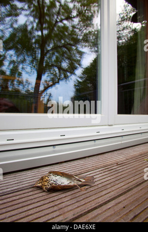Grive musicienne (Turdus philomelos), se trouvant blessé mortelle devant une fenêtre, Allemagne Banque D'Images