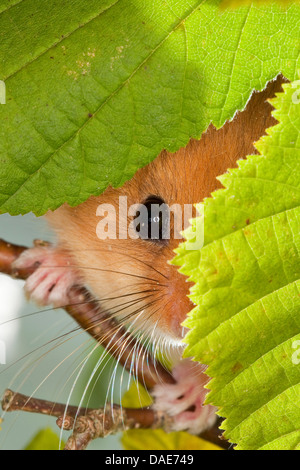 Loir, commune du loir (Muscardinus avellanarius hazel), à la noisette de feuilles, Allemagne Banque D'Images