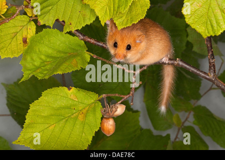 Loir, commune du loir (Muscardinus avellanarius hazel), escalade dans une noisette bush, Allemagne Banque D'Images