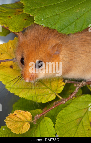 Loir, commune du loir (Muscardinus avellanarius hazel), escalade dans une noisette bush, Allemagne Banque D'Images