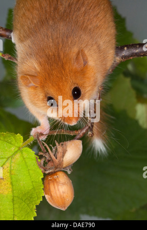 Loir, commune du loir (Muscardinus avellanarius hazel), escalade dans une noisette bush, Allemagne Banque D'Images