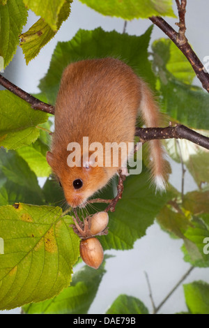 Loir, commune du loir (Muscardinus avellanarius hazel), escalade dans une noisette bush, Allemagne Banque D'Images