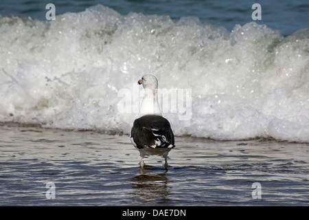 Plus grand goéland marin (Larus marinus), à la mer du Nord, Allemagne Banque D'Images