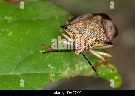 Méditerranée stink bug, bug bouclier rouge, bouclier du crâne (Carpocoris fuscispinus-bug, Carpocoris mediterraneus atlanticus), assis sur une feuille Banque D'Images