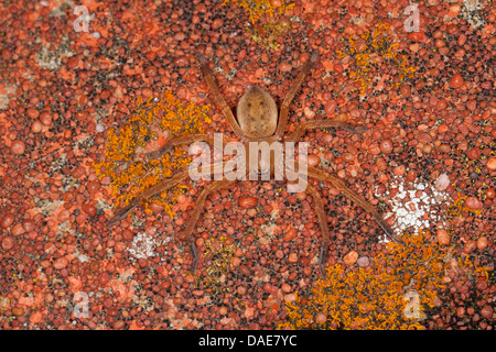 Araignée crabe géant, Olios argelasius Huntsman (araignée), assis sur une pierre bien camoufle, Italie Banque D'Images