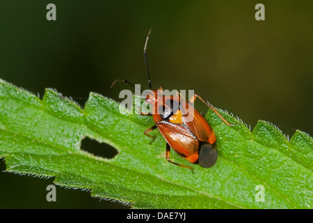 Bugs de la capside (Deraeocoris ruber), assis sur une feuille d'ortie, Allemagne Banque D'Images