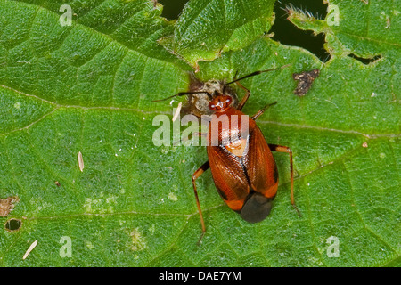 Bugs de la capside (Deraeocoris ruber), assis sur une feuille d'ortie, Allemagne Banque D'Images