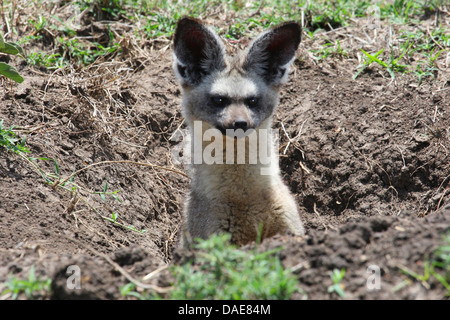 Bat-eared fox (Otocyon megalotis), homme assis dans une pirogue, Kenya, Masai Mara National Park Banque D'Images