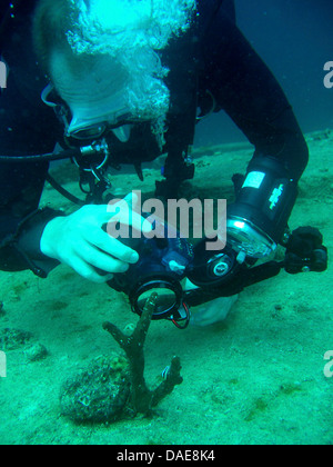 Les images d'une plongée au fond de la mer, l'Égypte, Mer Rouge Banque D'Images