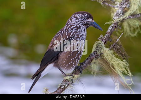 (Nucifraga caryocatactes spotted nutcracker), assis sur une branche à la recherche vers le bas, Suisse, Grisons, Arosa Banque D'Images