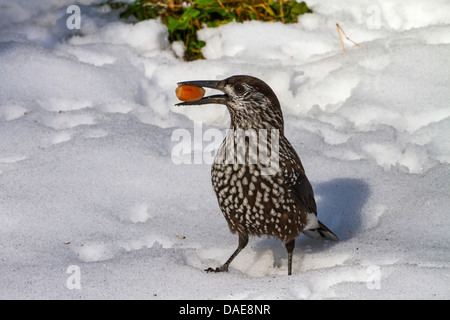 (Nucifraga caryocatactes spotted nutcracker), assis dans la neige avec un chêne dans son bec, Suisse, Grisons, Arosa Banque D'Images