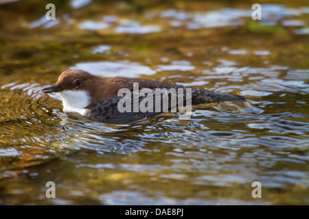 Balancier (Cinclus cinclus), sur l'alimentation en eau, l'Allemagne, Bade-Wurtemberg Banque D'Images