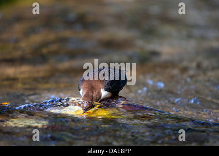 Balancier (Cinclus cinclus), sur l'alimentation avec la tête sous l'eau, de l'Allemagne, Bade-Wurtemberg Banque D'Images